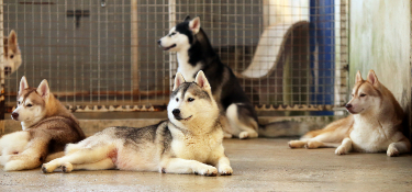 Pet Flooring